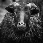 Dark Sheep