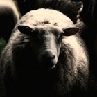 Dark side of the sheep