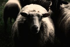 Dark side of the sheep