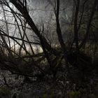 Dark swamp