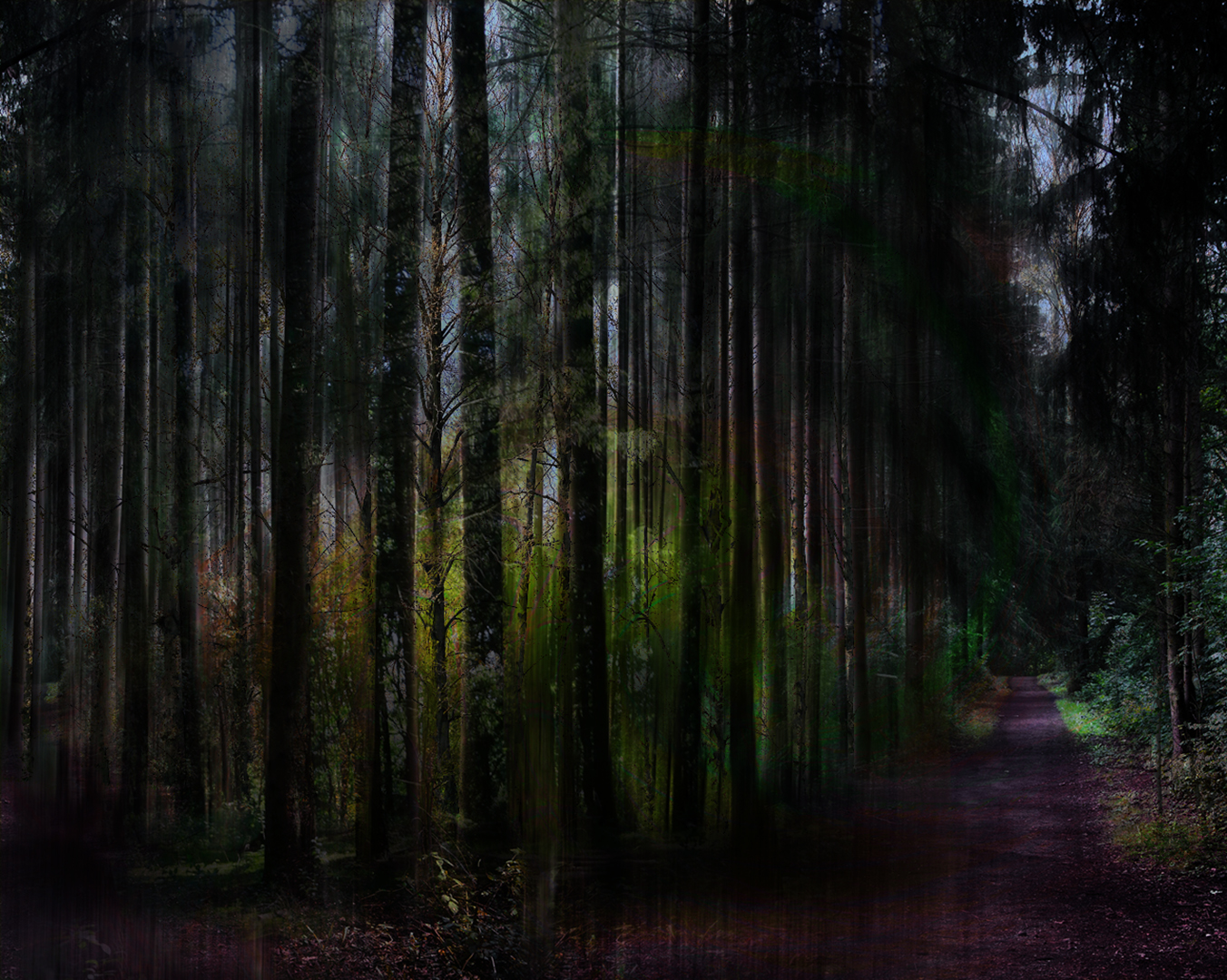 dark thick forest