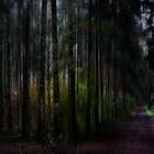 dark thick forest