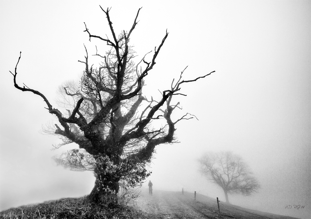 dark tree