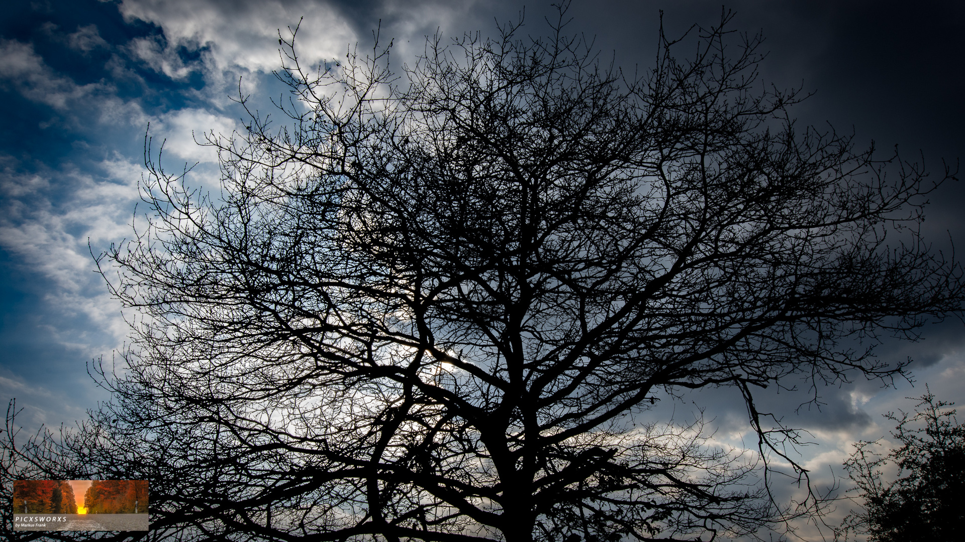 Dark Tree