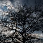 Dark Tree