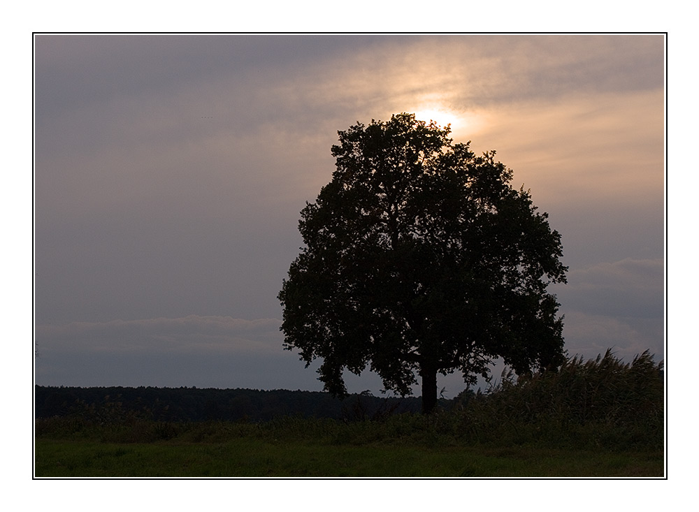 dark tree