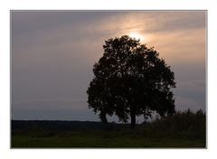 dark tree