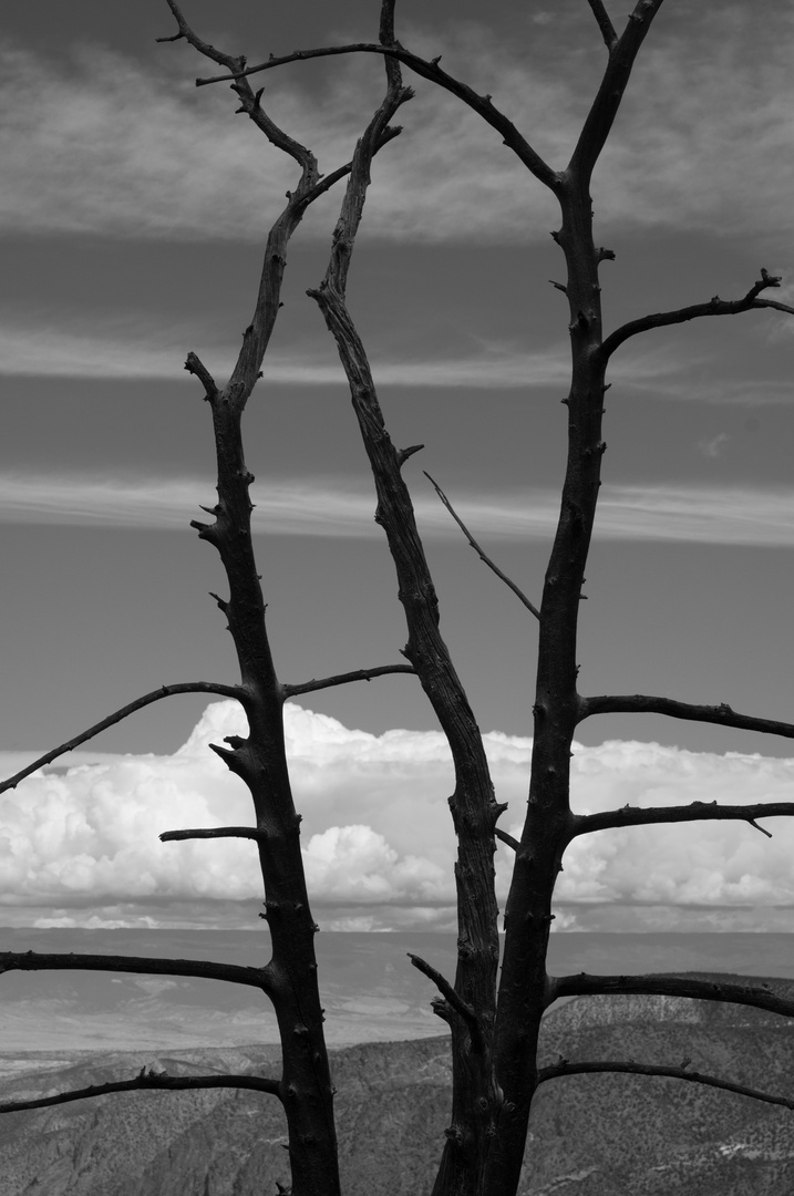 Dark Tree in Gunnison