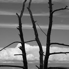 Dark Tree in Gunnison