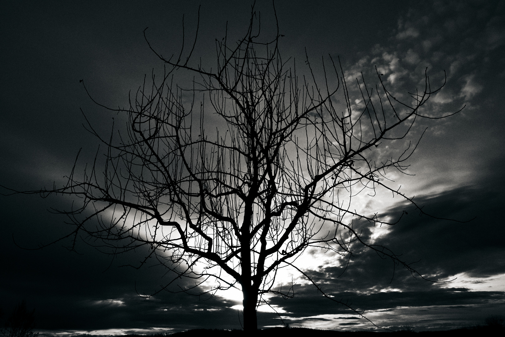 dark tree_1