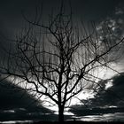 dark tree_1