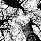 Dark trees