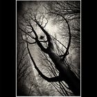 Dark TREE`z