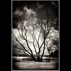 Dark TREE`z TWO