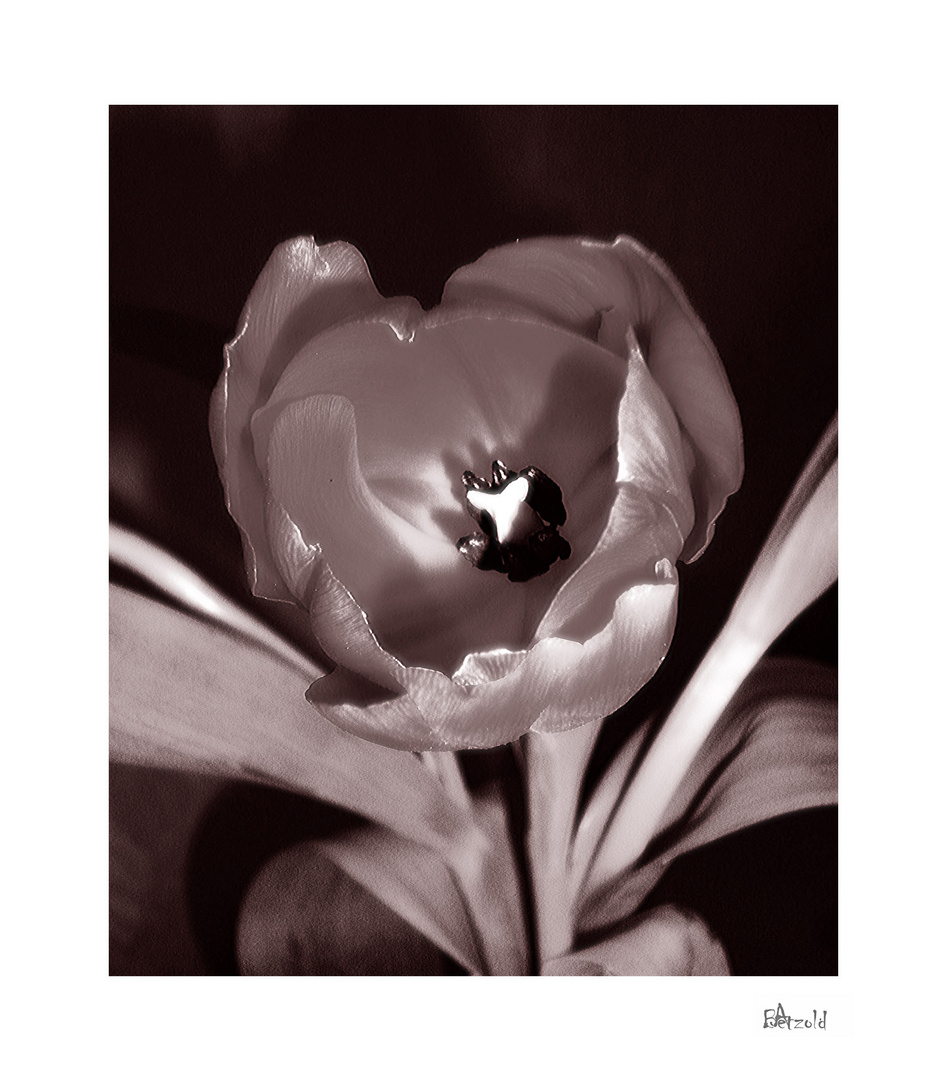 Dark Tulip