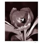 Dark Tulip