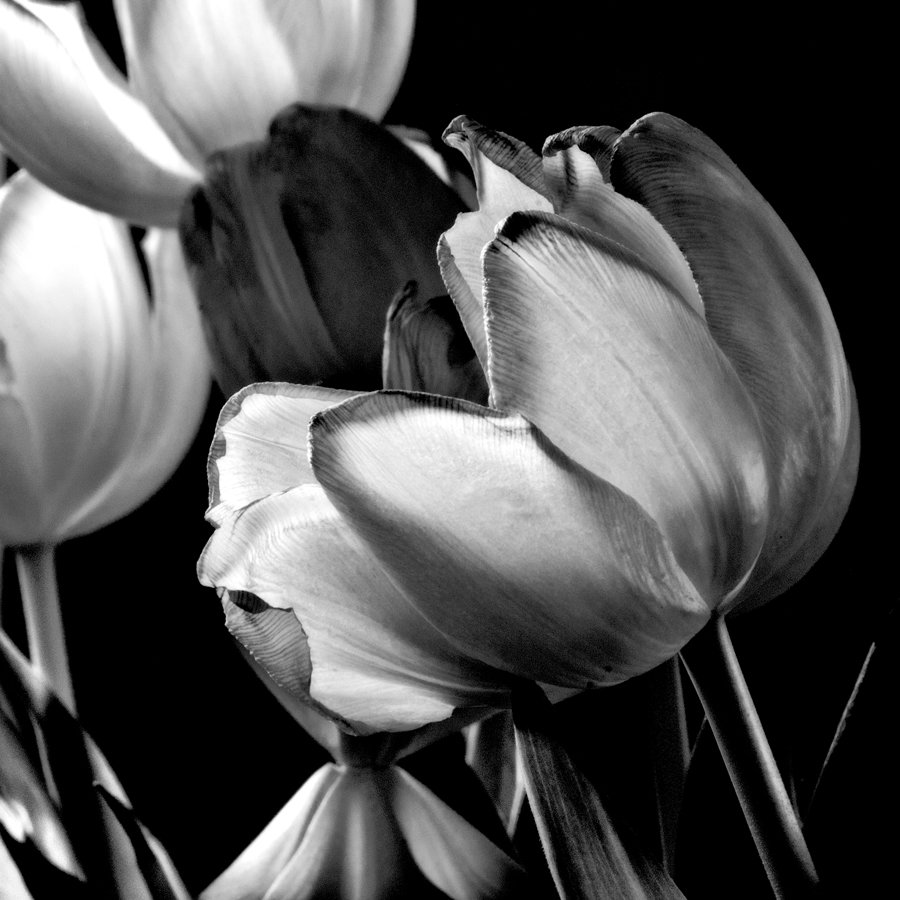 ... dark ... tulip ...