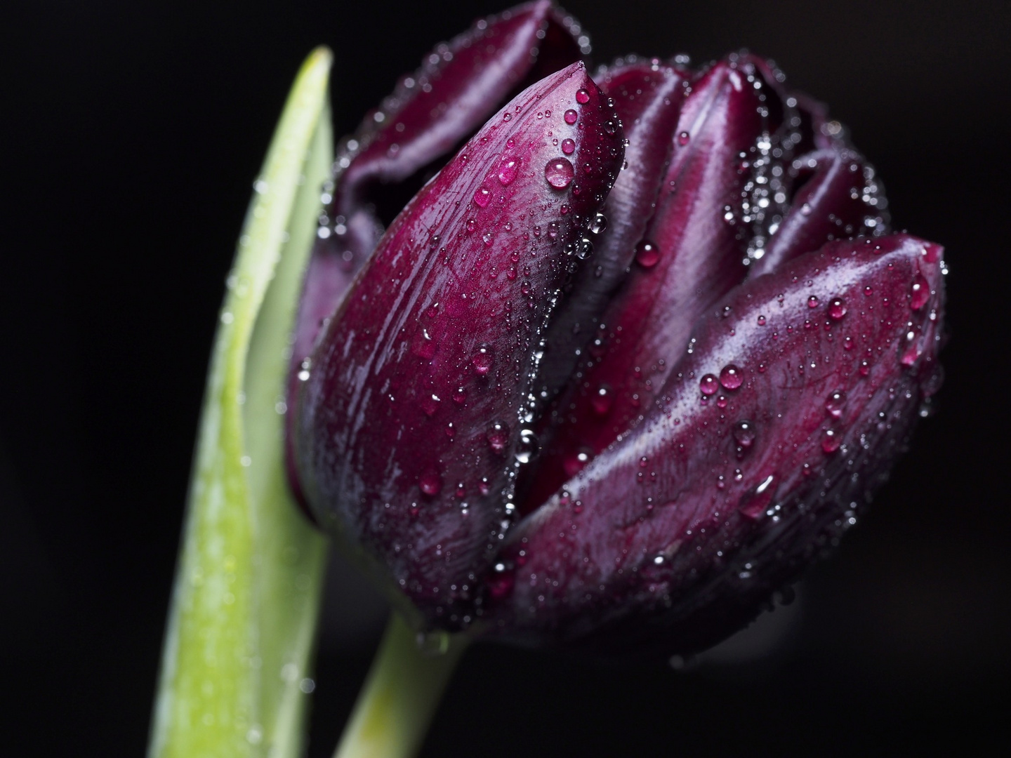 Dark Tulip with Drops