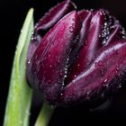 Dark Tulip with Drops