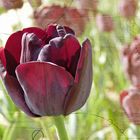 * Dark Tulipan *