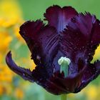 Dark Violet Tulip