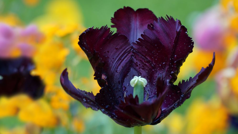 Dark Violet Tulip