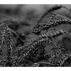 dark wheat