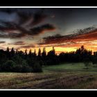 DARK WOOD - PANORAMA (( HDRI ))