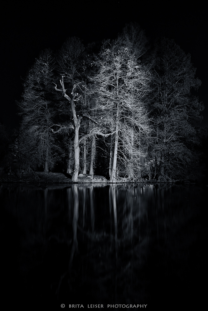 Dark Woods