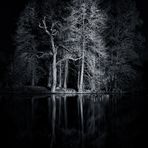 Dark Woods