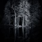 Dark Woods