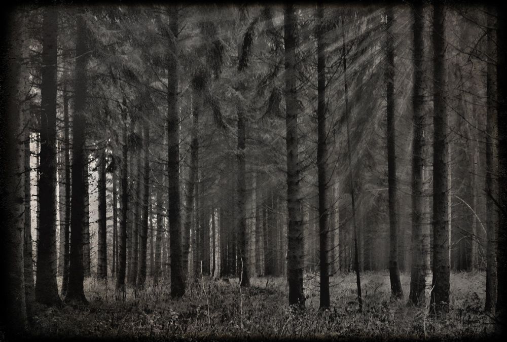 Dark Woods in November