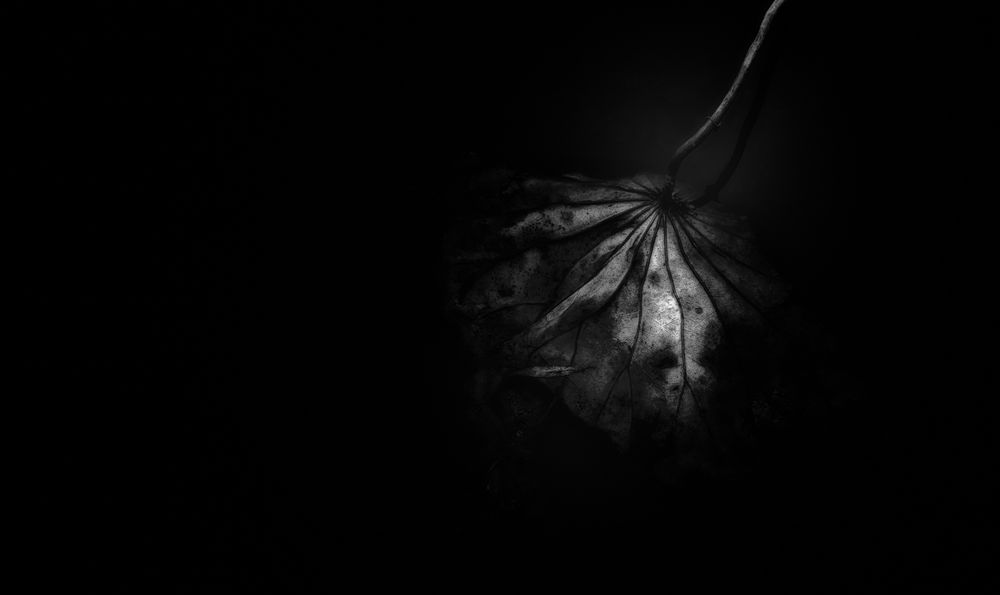 dark.flower Foto & Bild | fotos, art, spezial Bilder auf fotocommunity