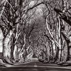 DarkHedges