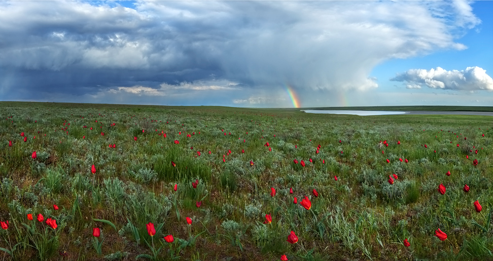 "Darkness over the tulips"