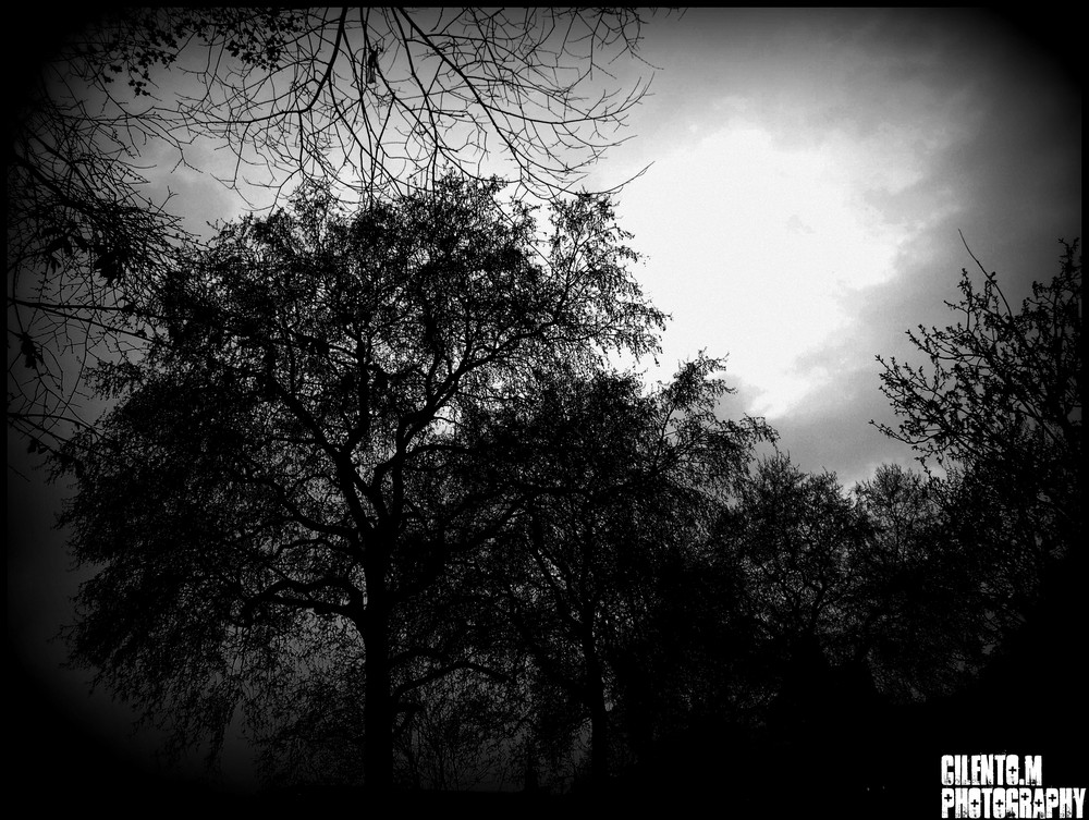 darkness trees