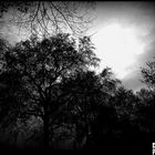 darkness trees