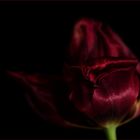 dark_tulip