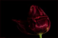 dark_tulip