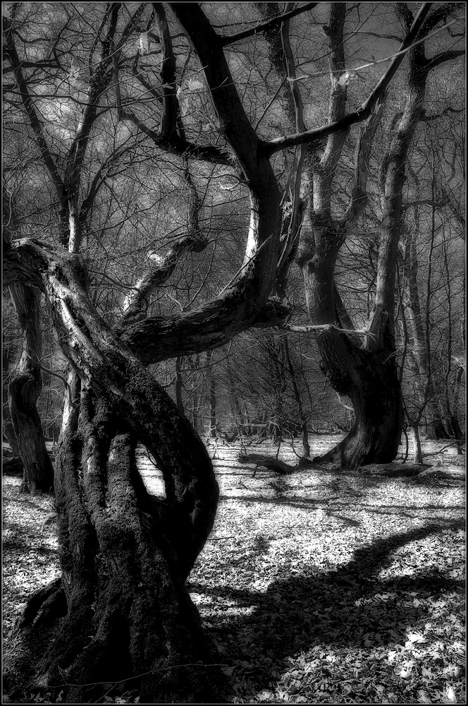 Darkwood Forest