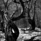 Darkwood Forest