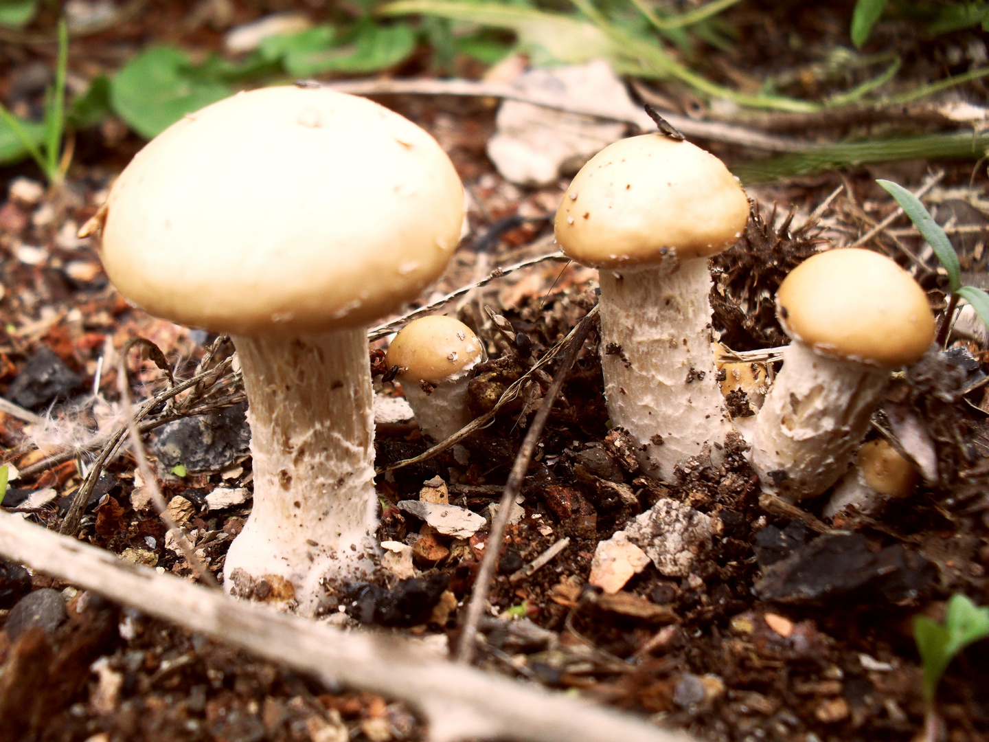 darling, let's make some mushroom pie