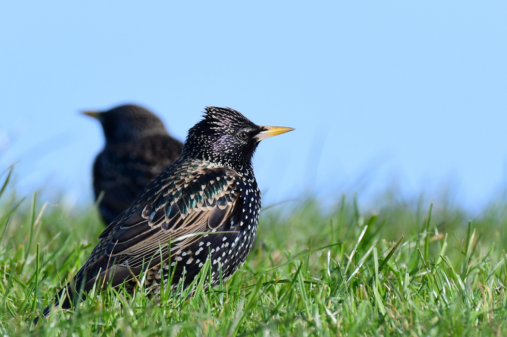 darling starling