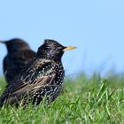 darling starling