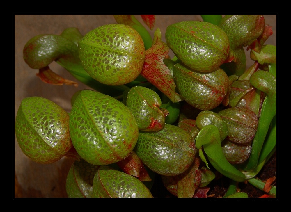 Darlingtonia II