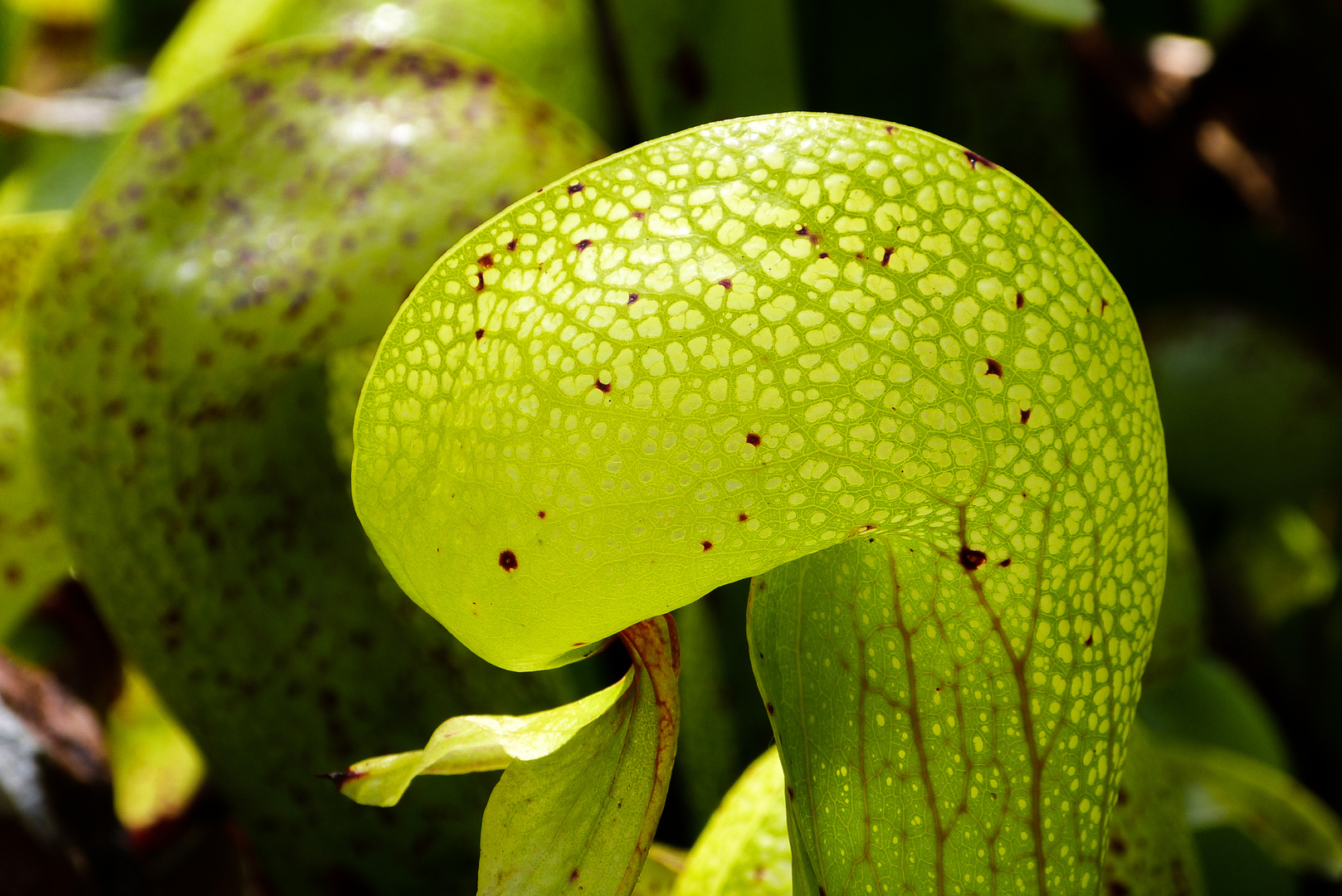 Darlingtonia Wayside am Hwy 101 in Oregon