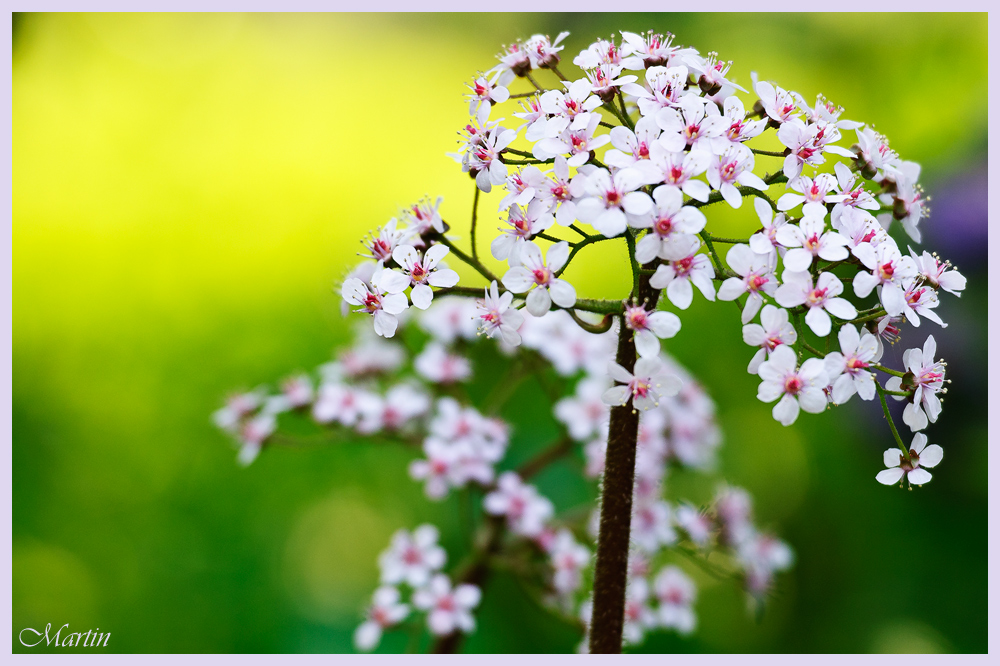 "Darmera peltata"...