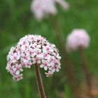 Darmera peltata - Schildblatt