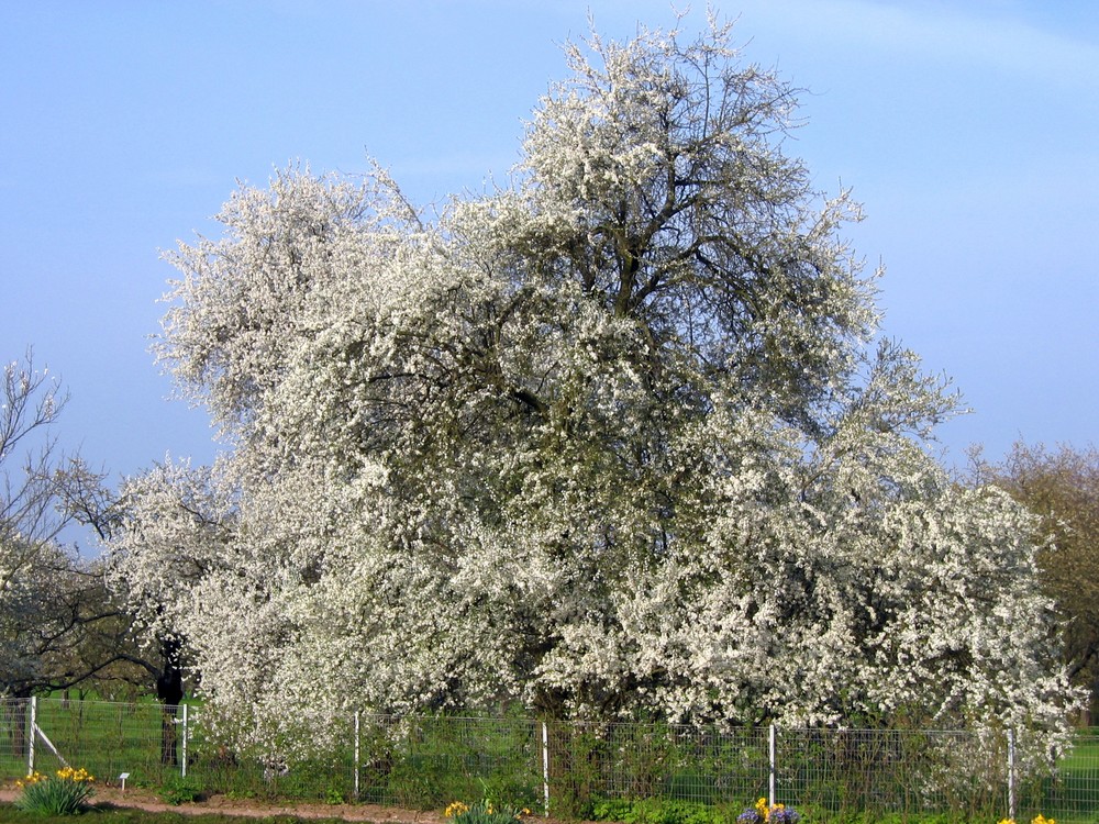 Darmstadt - Park Rosenhöhe