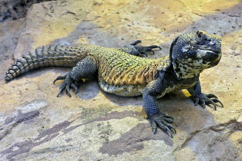  Darmstädter Vivarium: Afrikanischer Dornschwanz 01